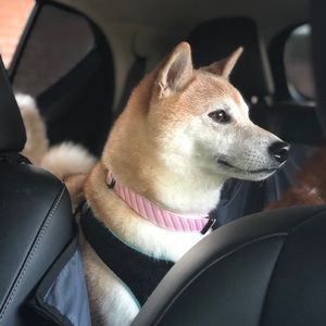 Meet your Posher, Carmen